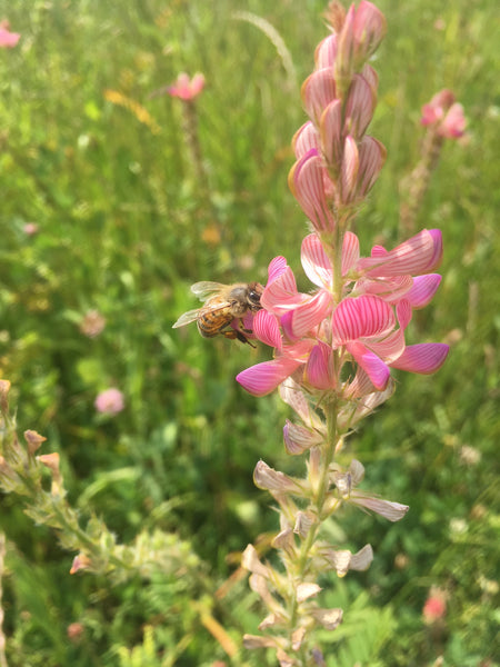 Sainfoin Flower on Salisbury Plain being visited by a worker Bee